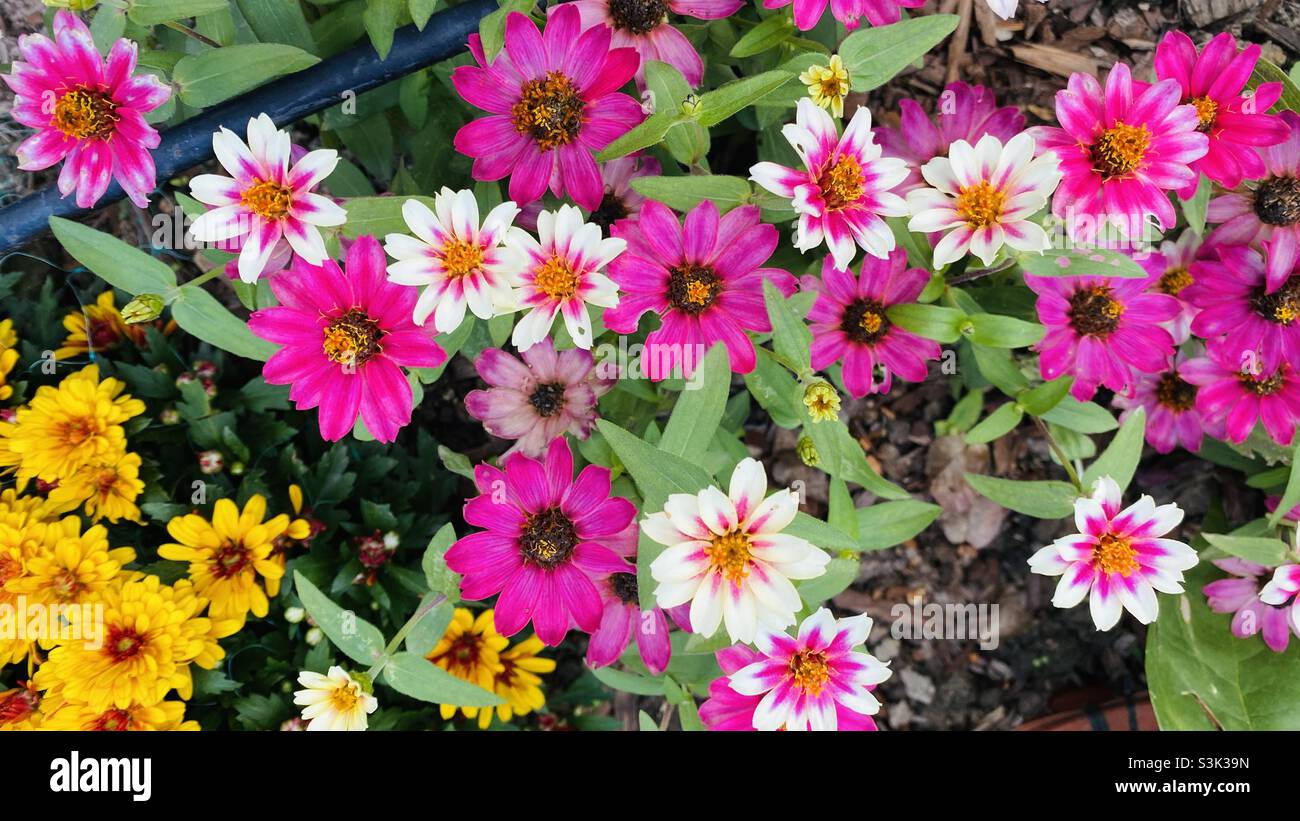 Fleurs roses, blanches et jaunes à Shanghai en automne Banque D'Images