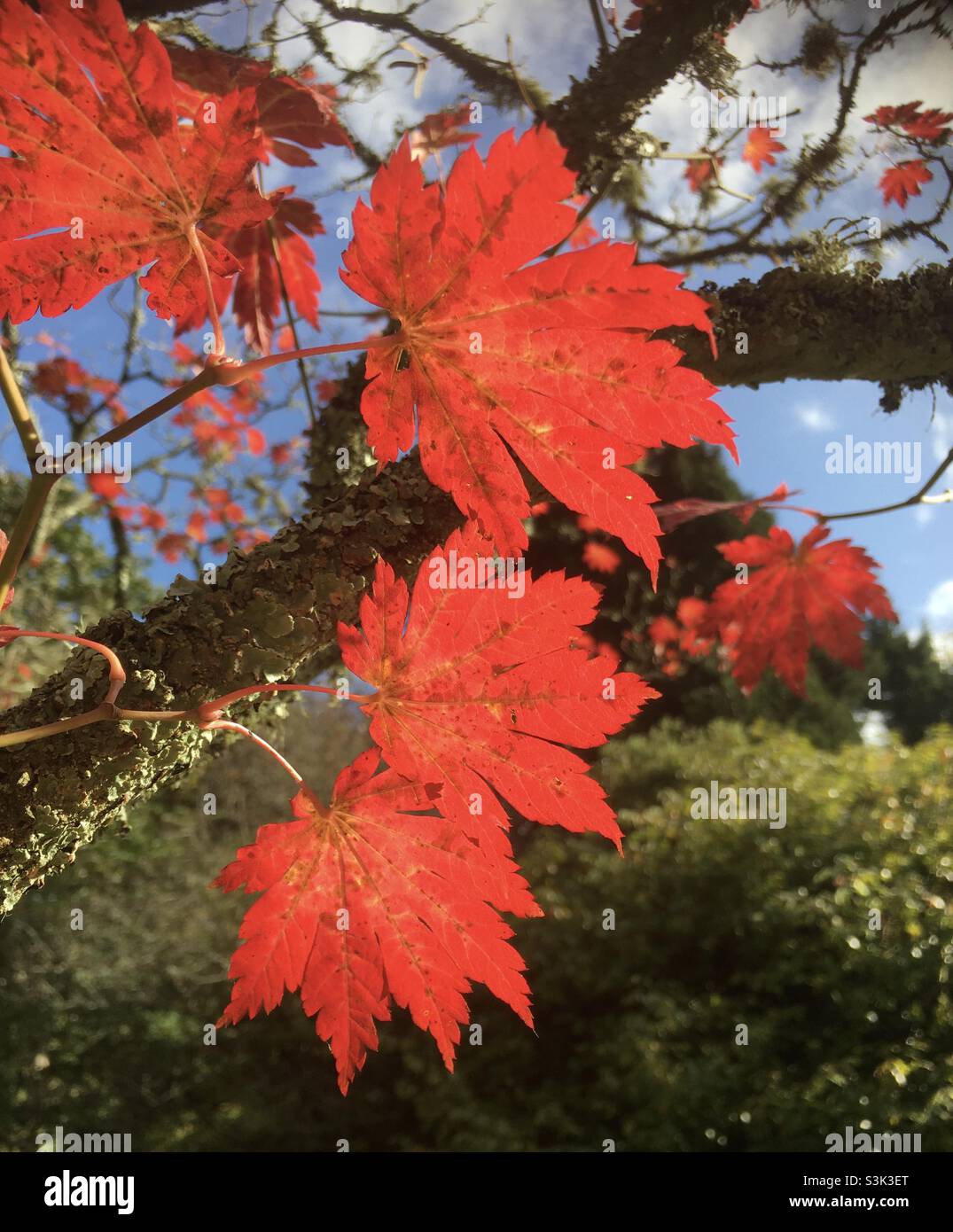 Feuilles, vibrantes, automnales, automne, arbres,nature, beauté, vert,rouge, , branches ciel,ciel bleu , lumière du soleil Banque D'Images