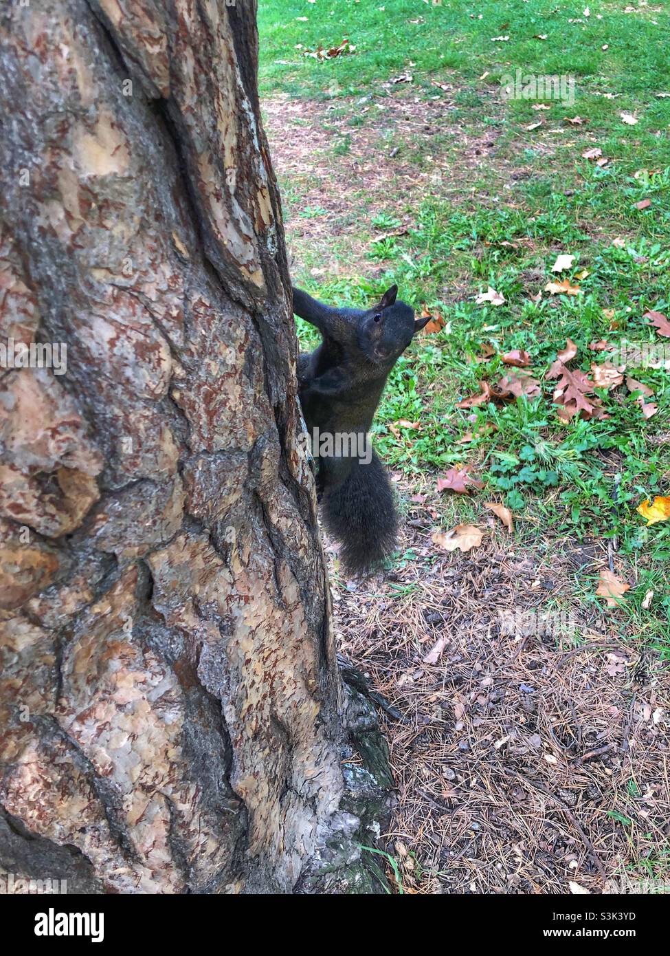Un curieux écureuil noir se clins sur un tronc d'arbre. Banque D'Images