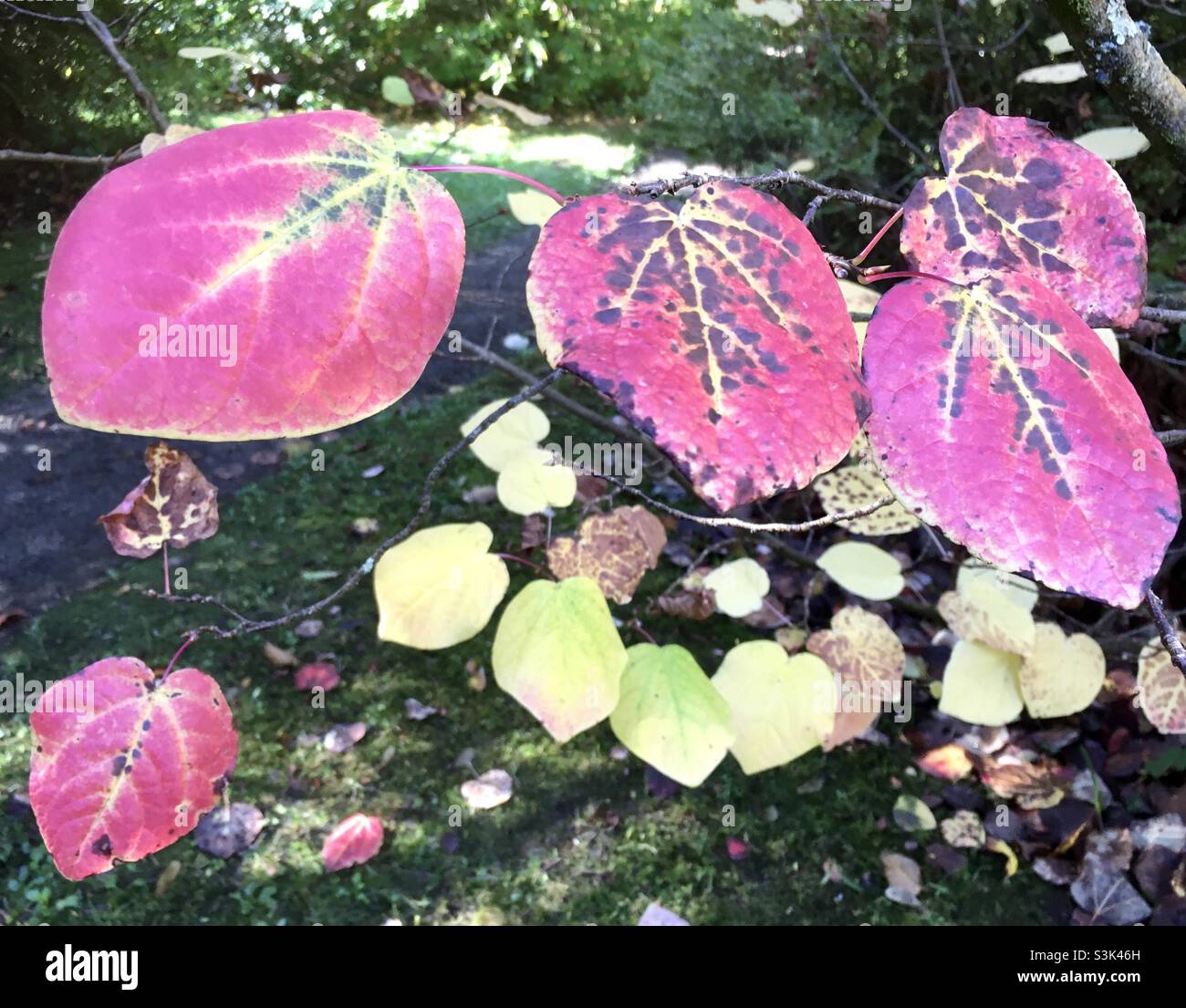 Feuilles, automnales, automne, , rose,vert, lime, arbres, nature, beauté,branches Banque D'Images