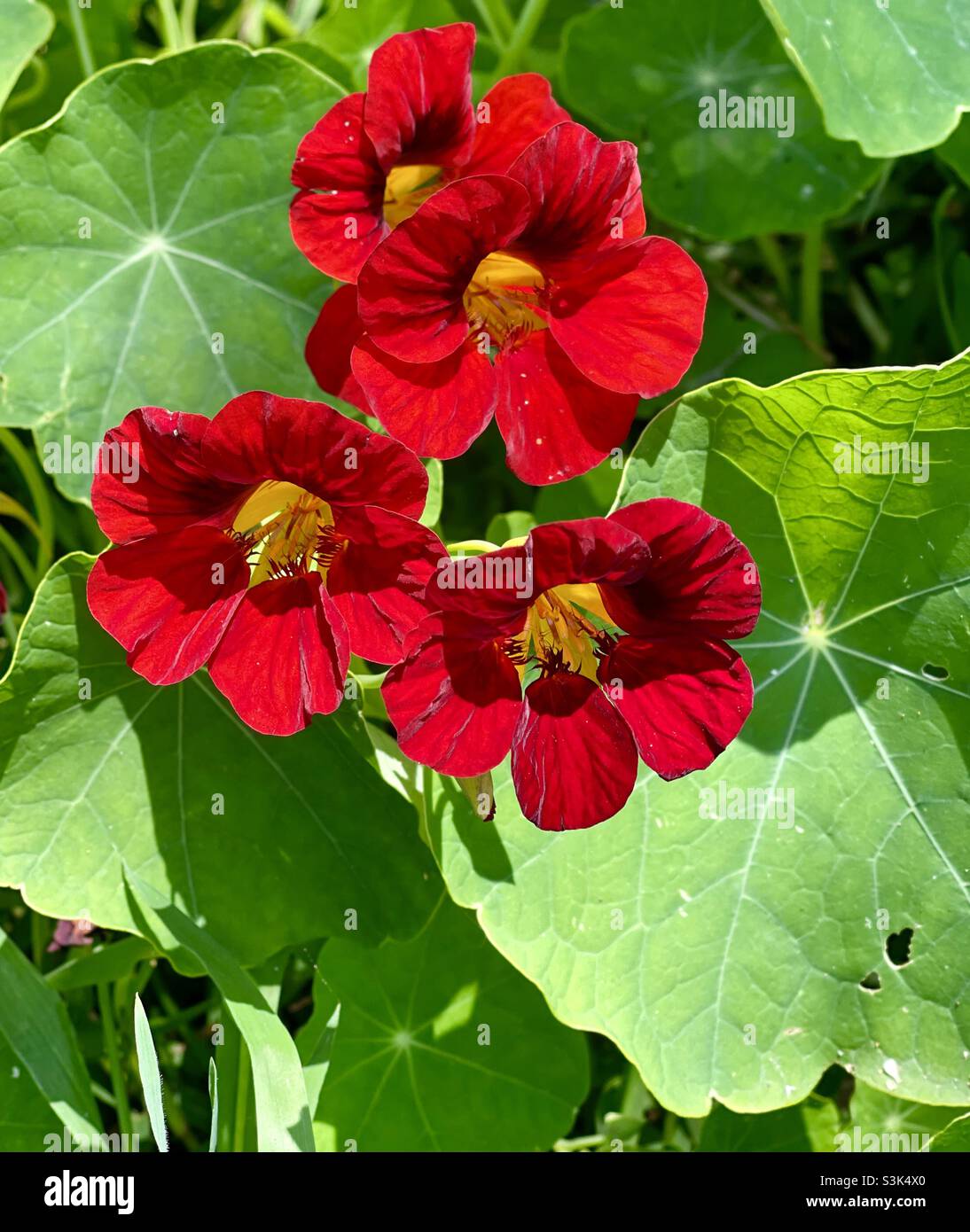 Floraison Tropaeolum majus ou nasturtium Banque D'Images