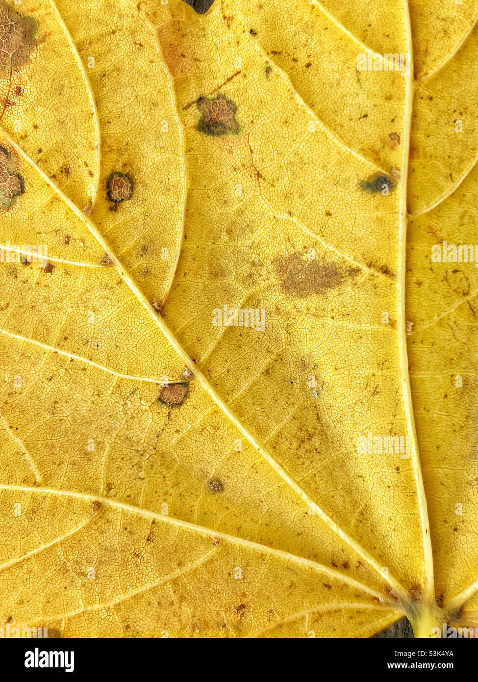 Image macro détaillée d'une feuille jaune tombée d'un arbre.C’est l’automne (automne) et comme les températures chutent et que la force du soleil diminue, les feuilles tombent et meurent.Photo ©️ COLIN HOSKINS. - Image de stock capturée avec un smartphone