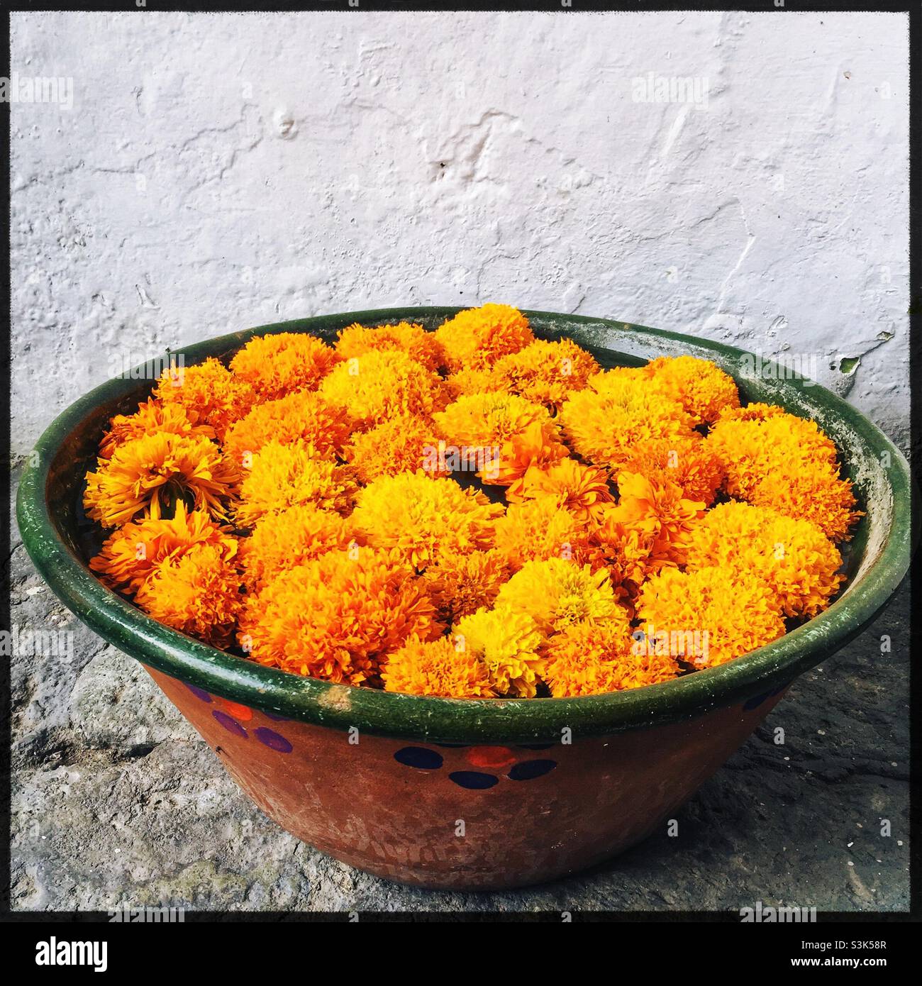 Bol de marigolds pour Dia de los Muertos, Oaxaca, Mexique Banque D'Images