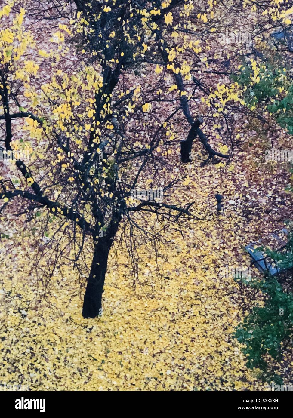 Arbre sans feuilles Banque D'Images