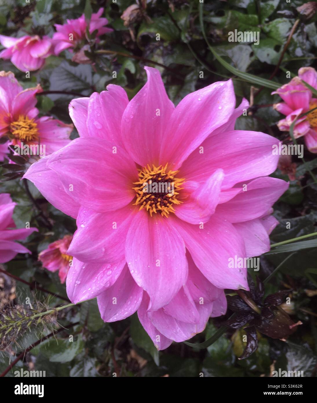 Fleur, rose, jaune, or, nature,beauté, vert, dahlia, automne, Banque D'Images