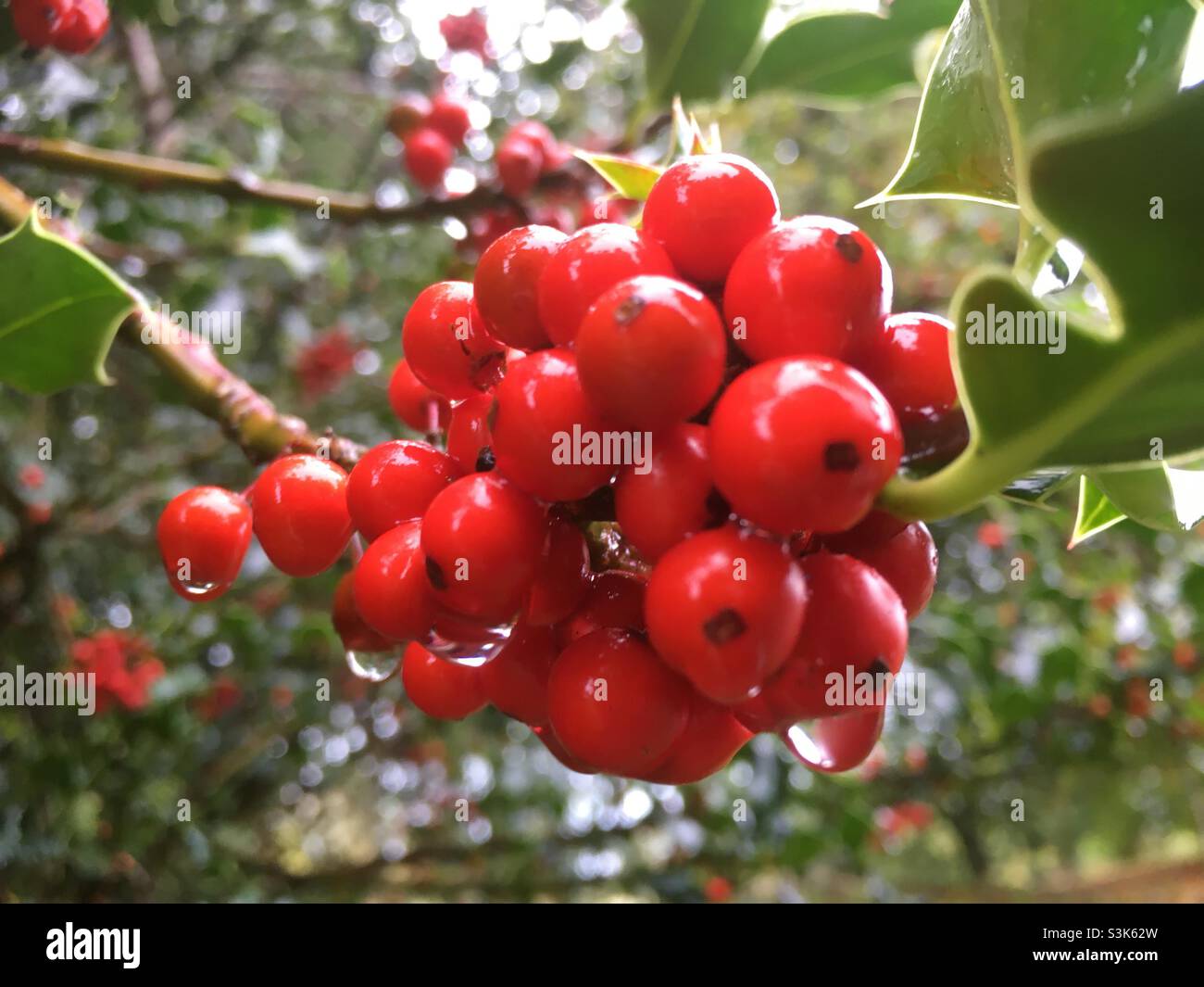 Baies d'automne, houx, gouttes de pluie, rouge, vert,nature, beauté, couleur, hiver Banque D'Images