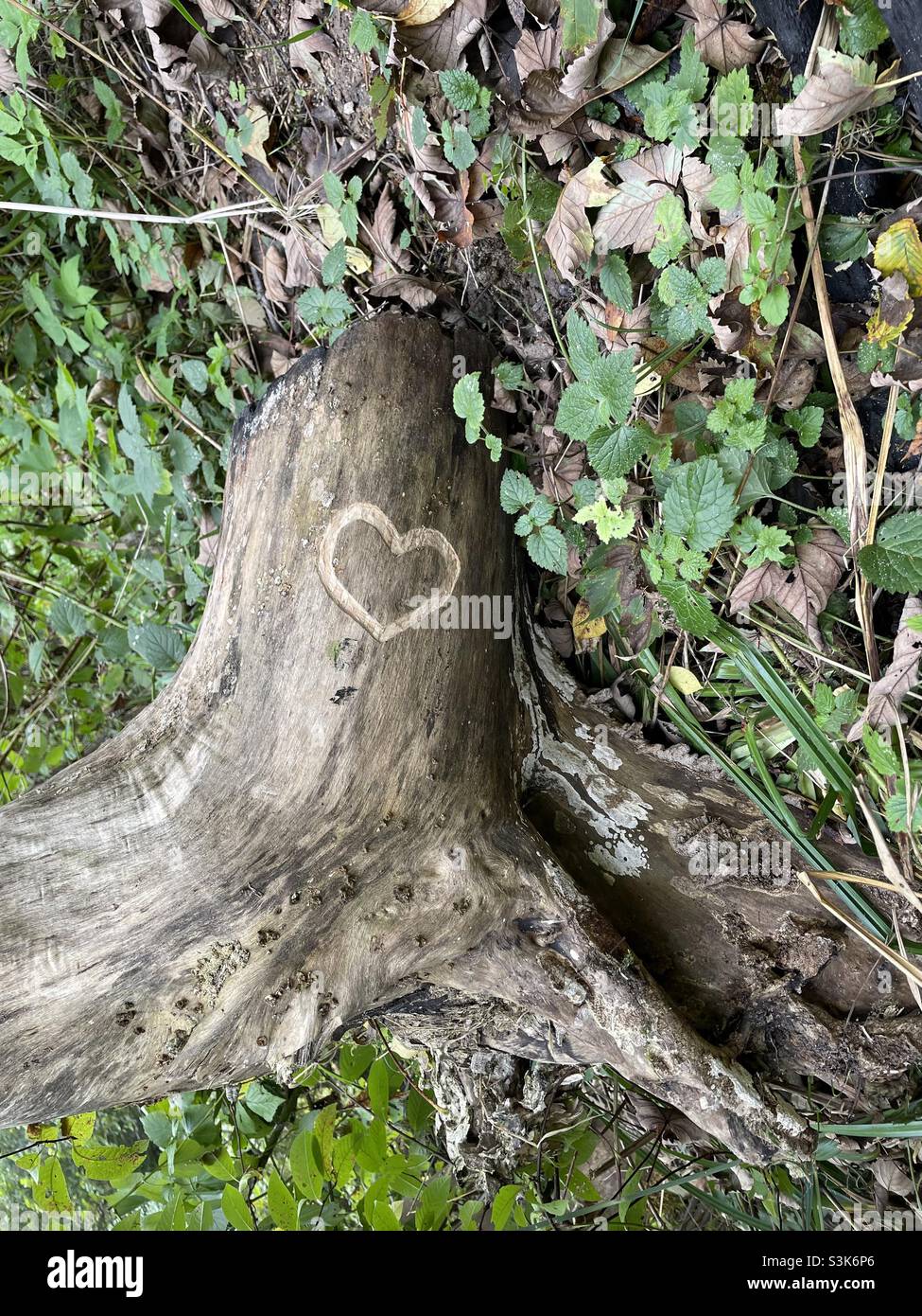 Coeur gravé sur un tronc d'arbre brisé que je suis tombé sur ma marche à travers les Bois. Banque D'Images