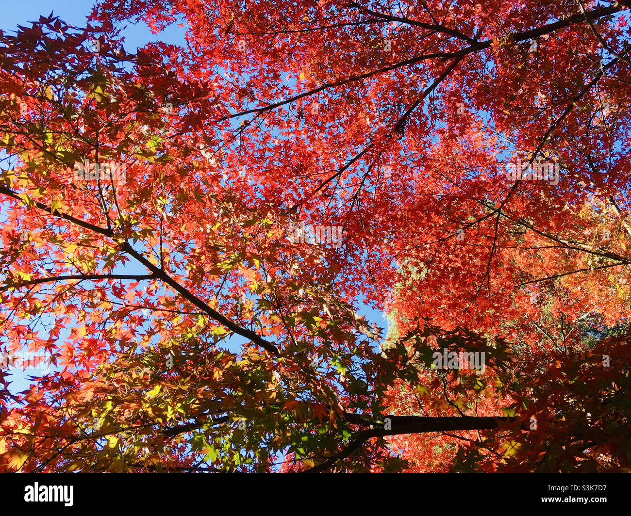 Érable japonais coloré Acer palmatum en automne - Image de stock capturée avec un smartphone