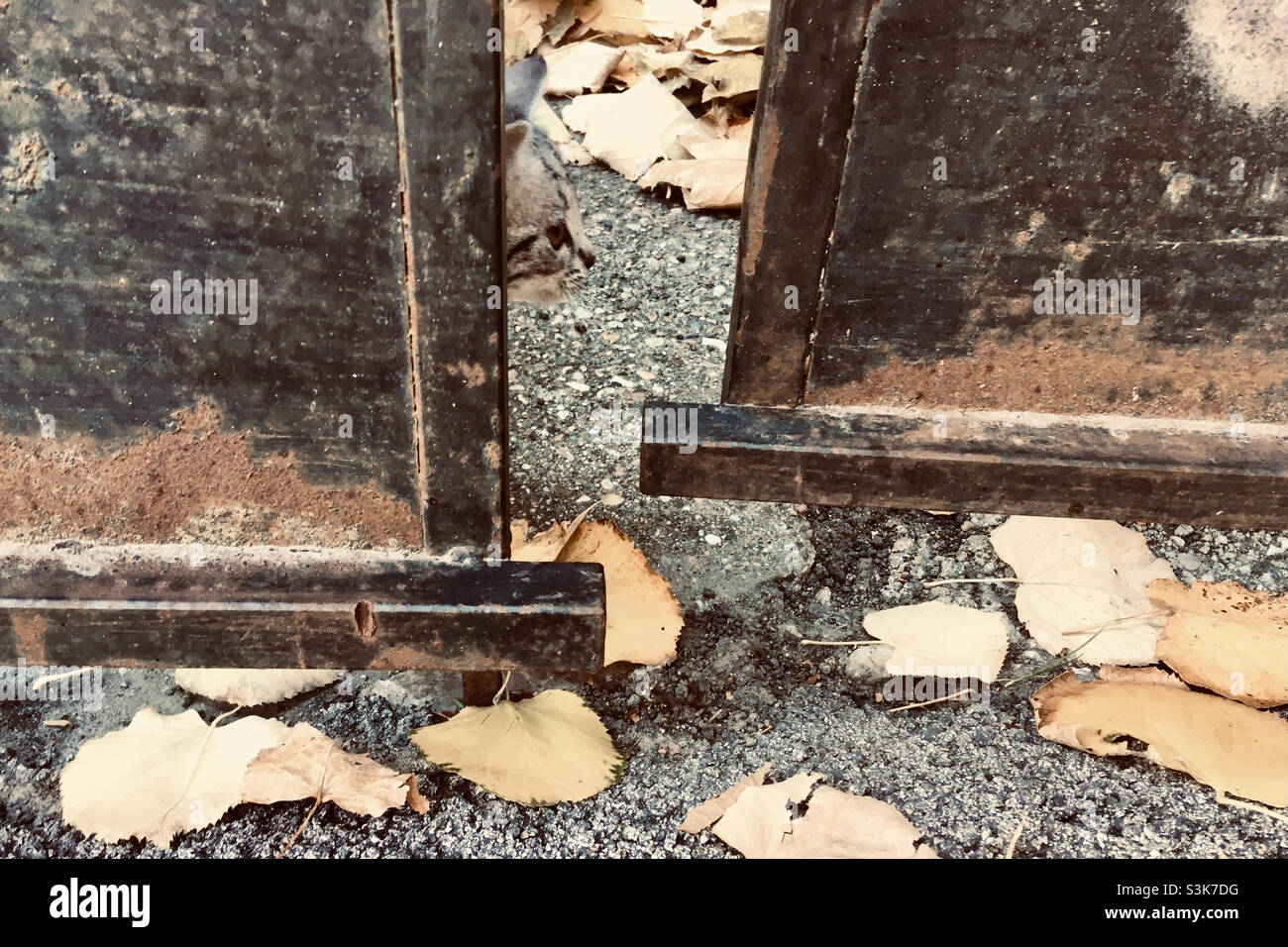 Chaton domestique urbain en automne caché derrière une porte en métal Banque D'Images