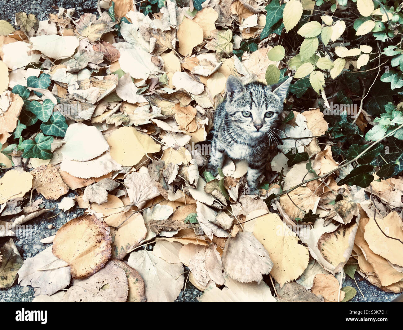 Chaton domestique urbain en automne parmi les feuilles mortes Banque D'Images