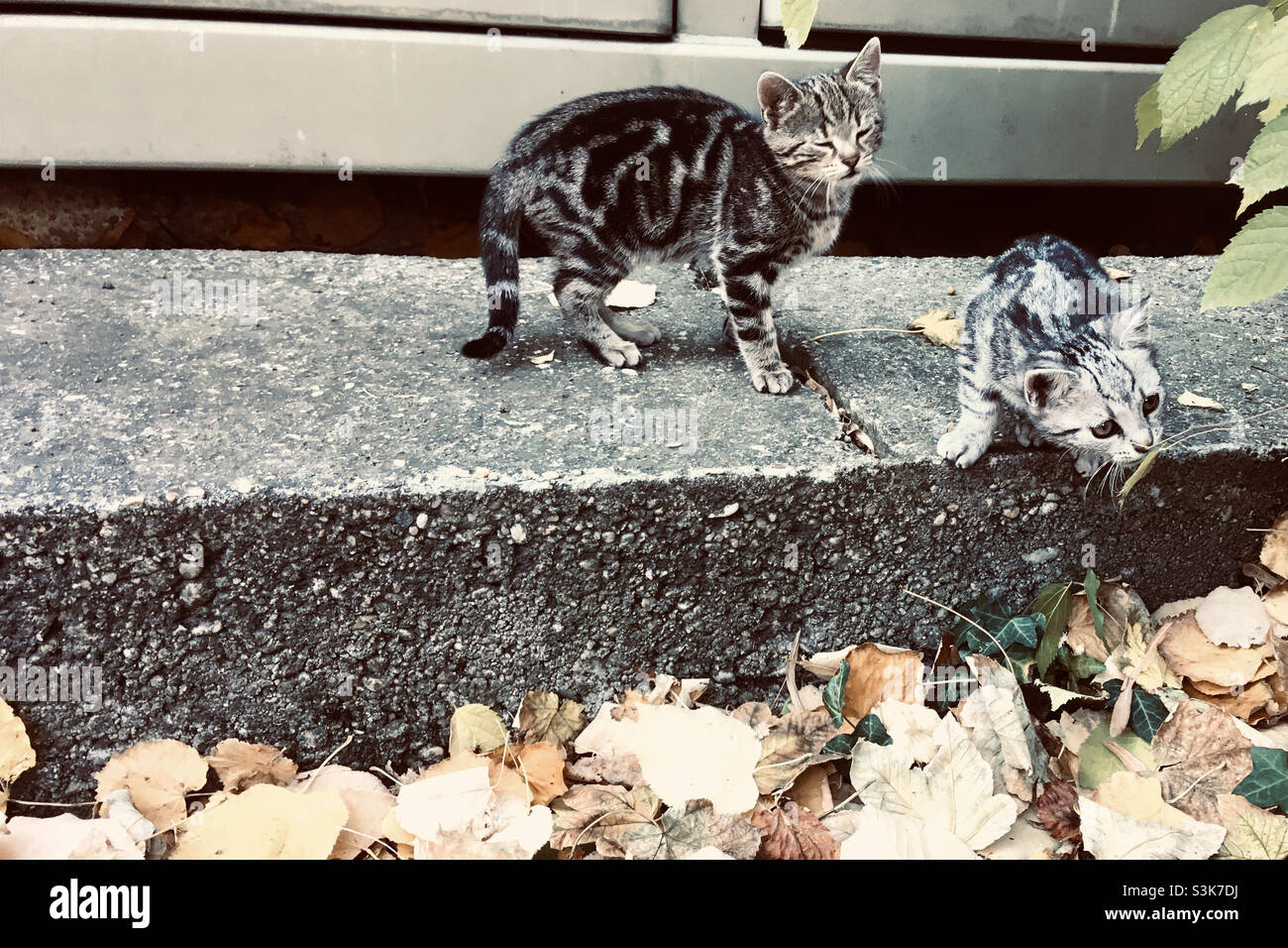 Chatons urbains domestiques jouant à l'automne Banque D'Images