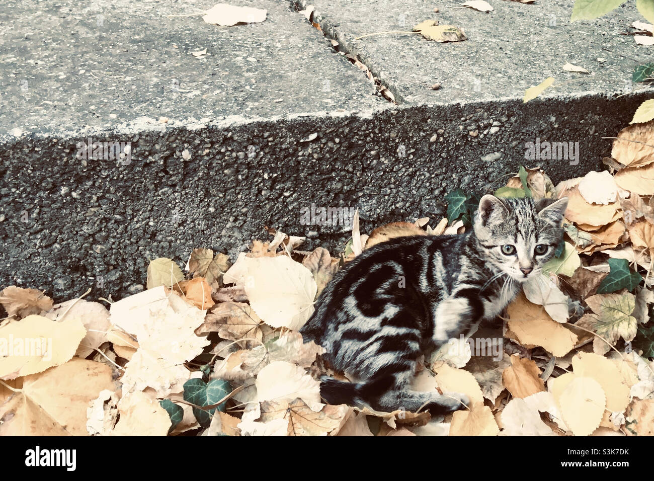 Chaton domestique urbain en automne Banque D'Images
