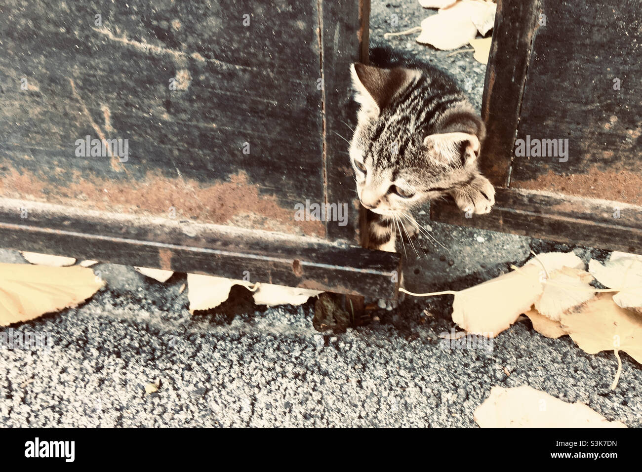 Chaton domestique urbain caché derrière une porte en métal en automne Banque D'Images