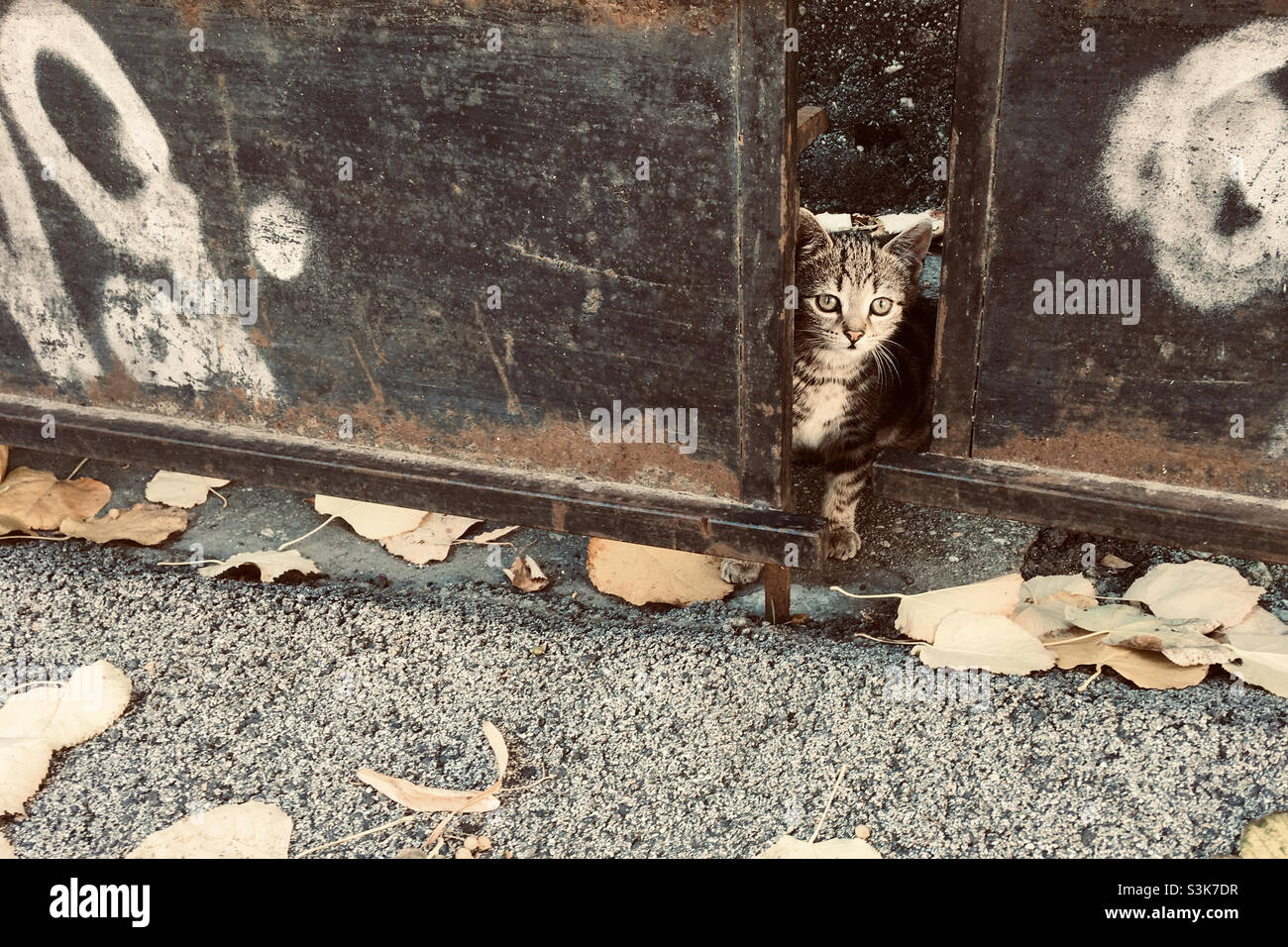 Un chaton domestique urbain qui pase trouve derrière une porte en métal Banque D'Images