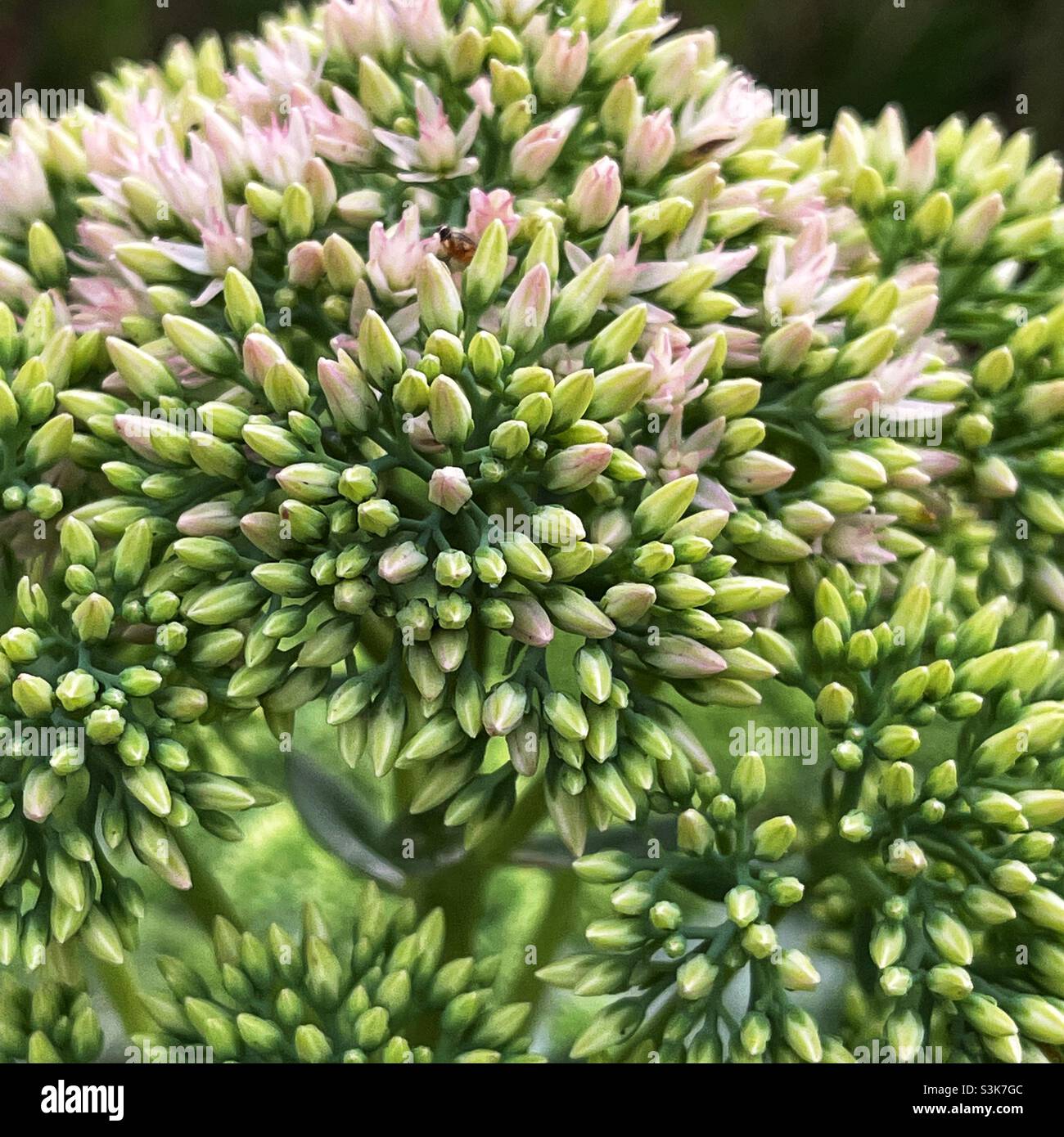 Gros plan sur la joie d'automne Sedum aka stonecrop. Banque D'Images