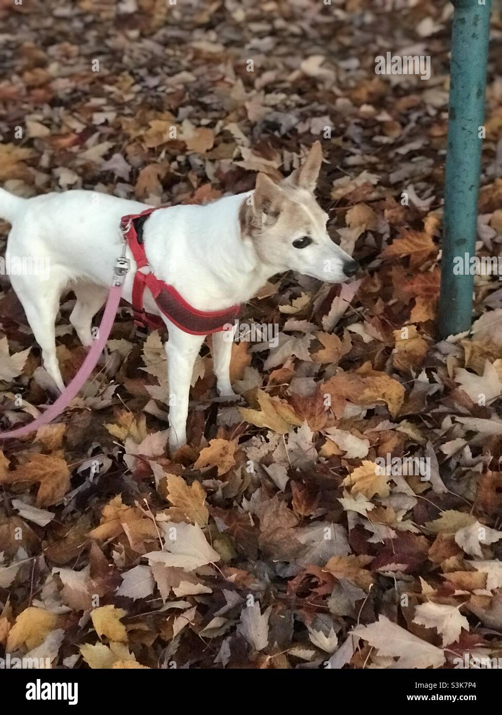 Le butterscotch aime jouer dans les feuilles , elle sait aussi quand je vais prendre une photo Banque D'Images