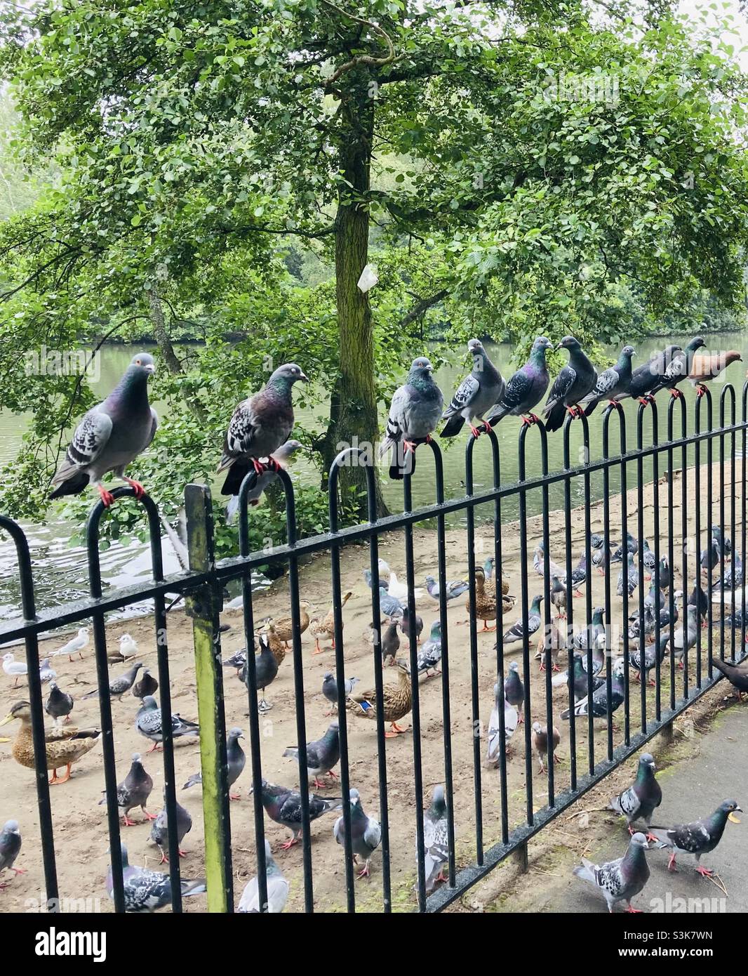 Pigeons sur une rambarde Banque D'Images