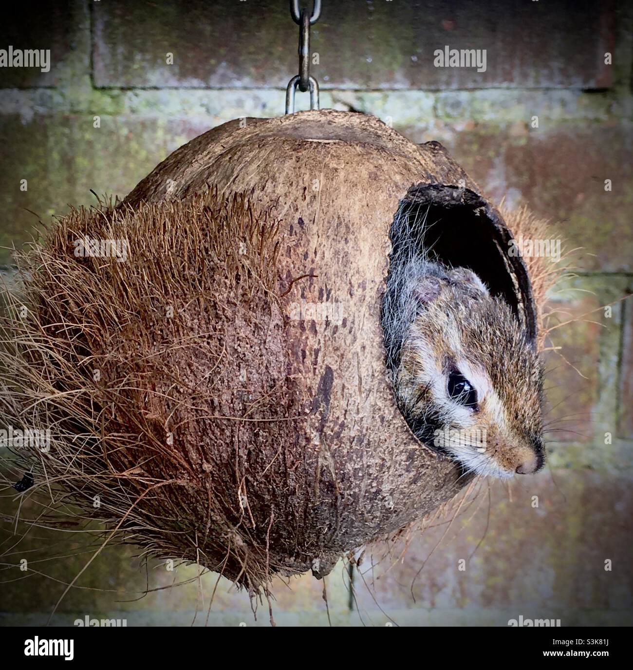 Chipmunk à la noix de coco accroché à la chaîne Banque D'Images