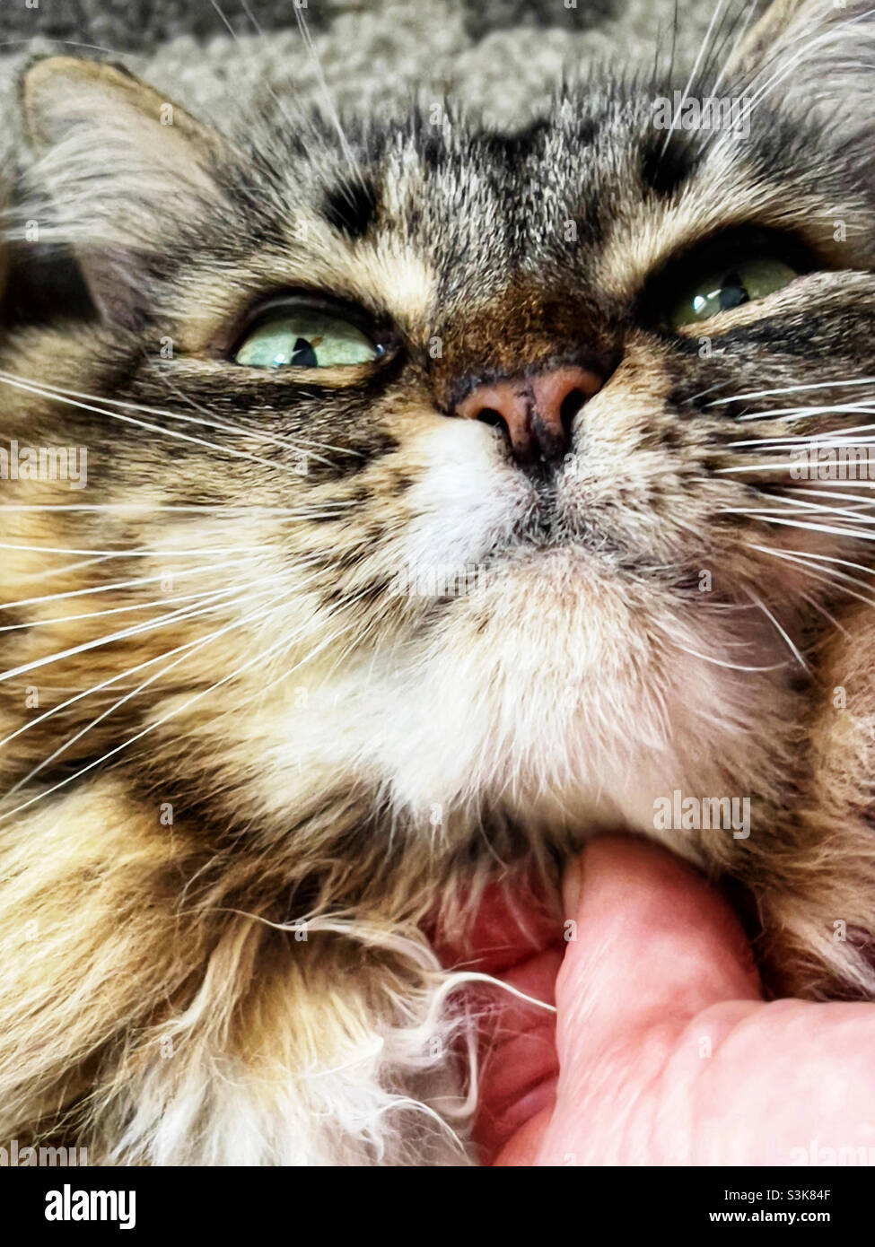 Chat kitty domestique à poil long se frotte contre son menton. Banque D'Images