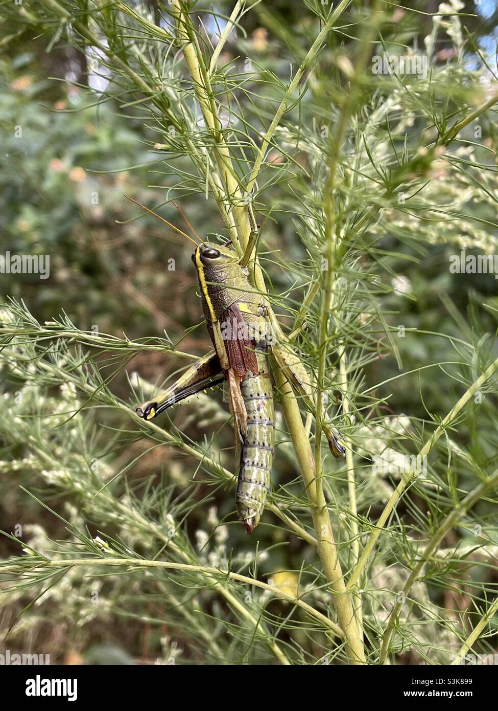 Grand sauterelle sur une plante forestière - Image de stock capturée avec un smartphone