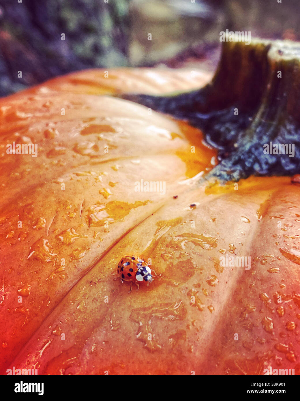 Un coccinelle sur une citrouille sous la pluie. Banque D'Images
