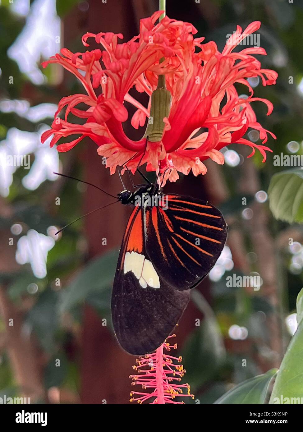 Papillon Rouge Et Noir Banque De Photographies Et D images Haute papillon-rouge-et-noir-banque-de-photographies-et-d-images-haute