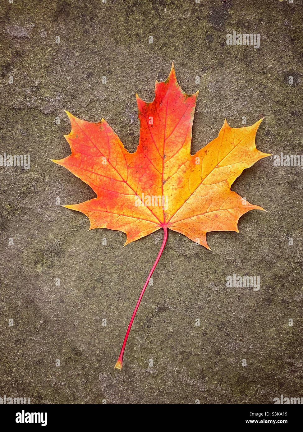 Un bon exemple de feuille d'érable.C’est l’automne, alors les feuilles changent de couleur et perdent leur chlorophylle.Une image d'automne classique.©️ COLIN HOSKINS. Banque D'Images