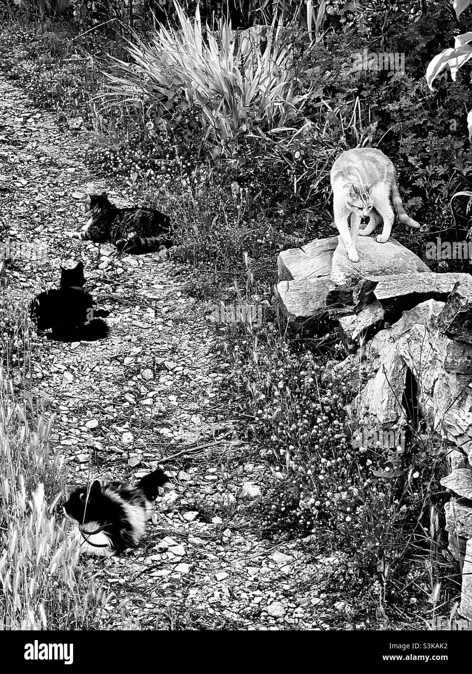 Chats sauvages grecs Banque D'Images