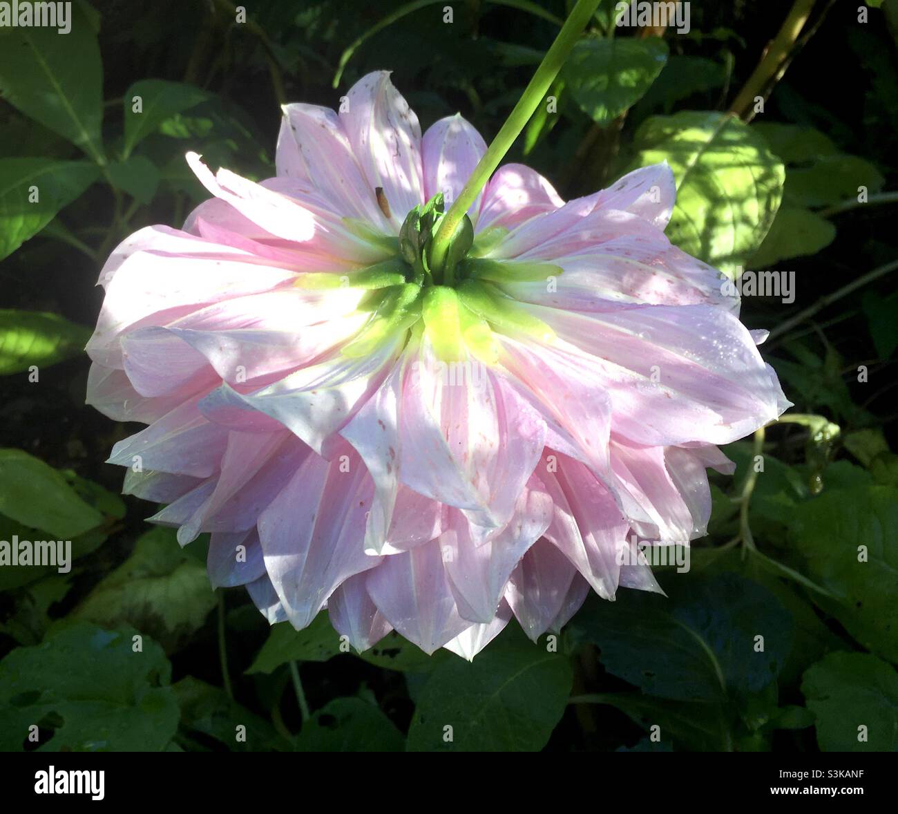 Fleur, lumière du soleil, rose, vert, nature,beauté, délicat, Banque D'Images