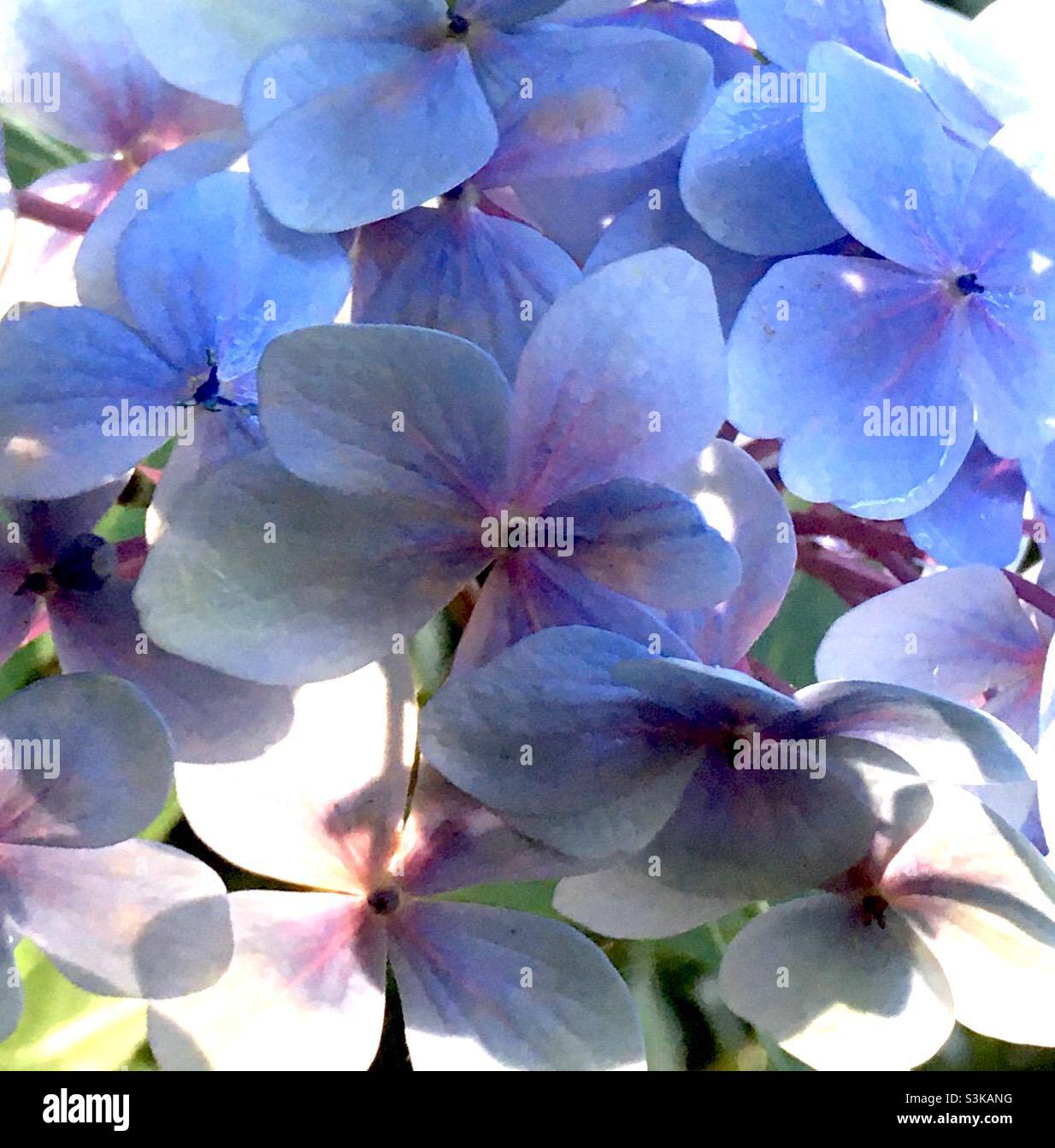 Fleurs, bleu, hortensia, beauté, nature Banque D'Images
