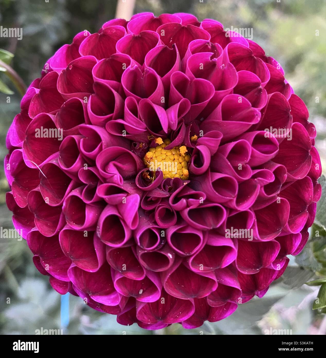 Fleur de dalia Banque D'Images