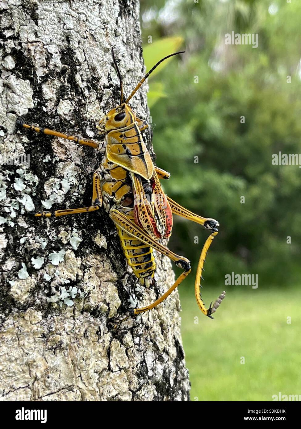 Lubber grasshopper Banque D'Images