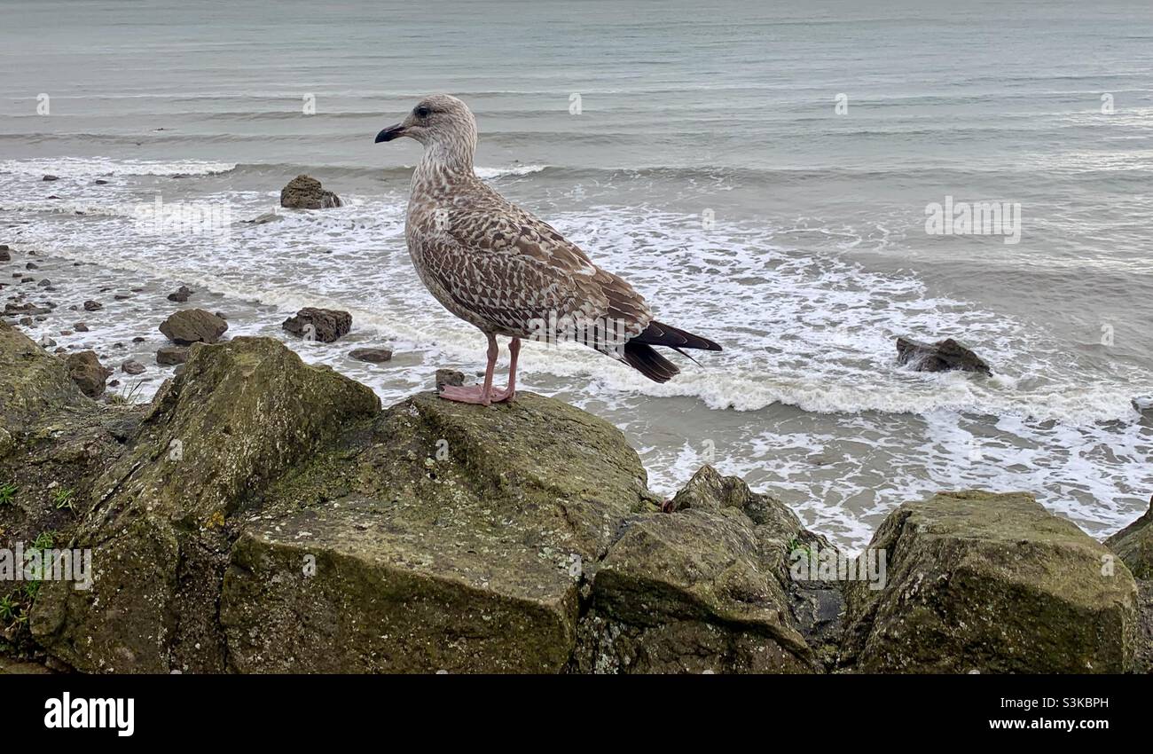 Mouette debout sur des rochers Banque D'Images