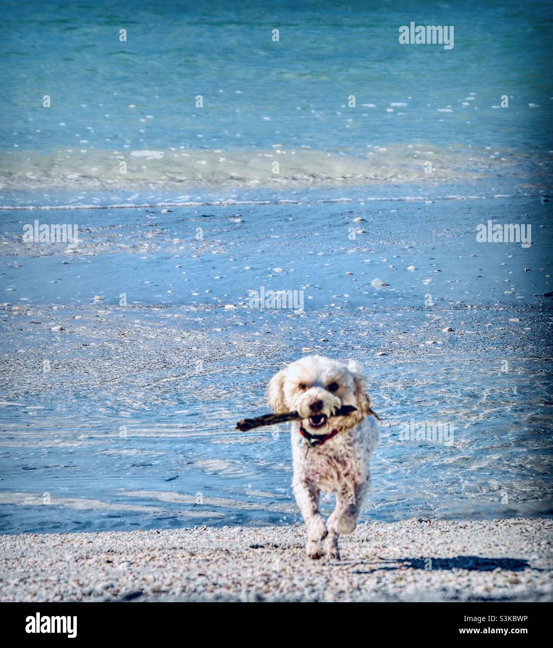 Petit chien courant avec bâton sur la plage Banque D'Images