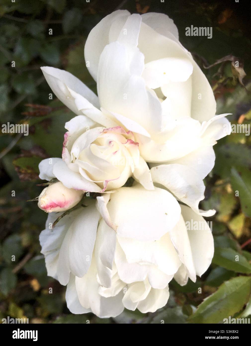 Rose, blanc, roses, beauté, automne,nature, jardin, beauté Banque D'Images