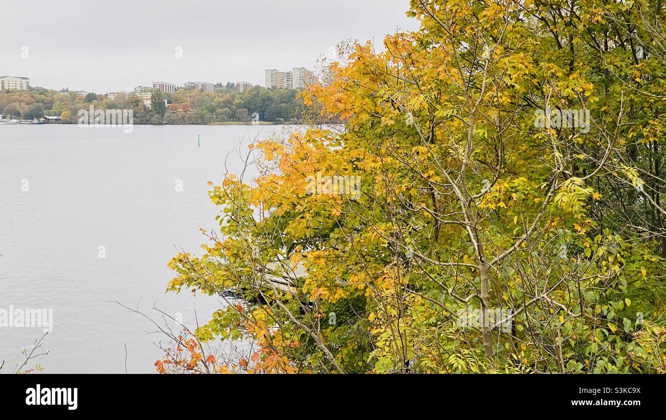 Arbres d'automne au lac Mälaren, Stockholm, Suède Banque D'Images