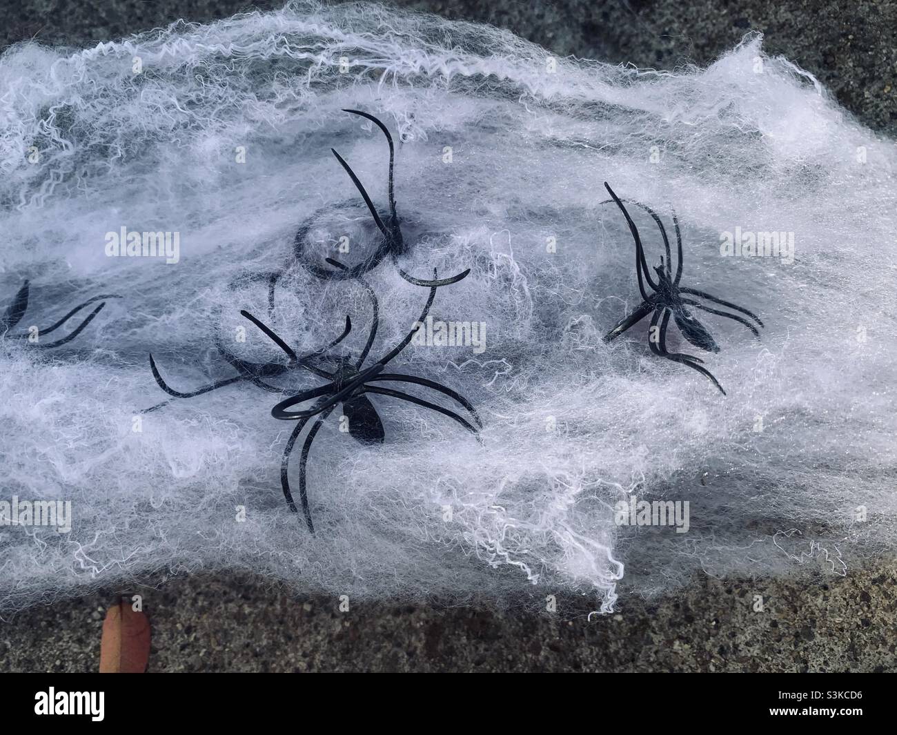 Araignées effrayantes dans les toiles d'araignée Banque D'Images