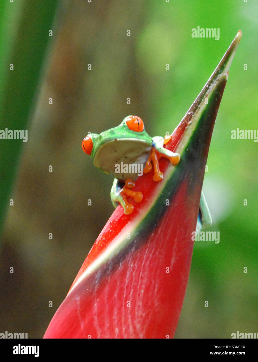 Grenouille d'arbre à yeux rouges Costa Rica Banque D'Images