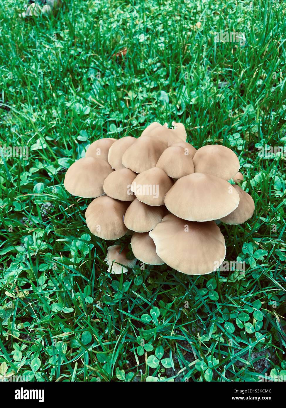 Champignons bruns Banque D'Images