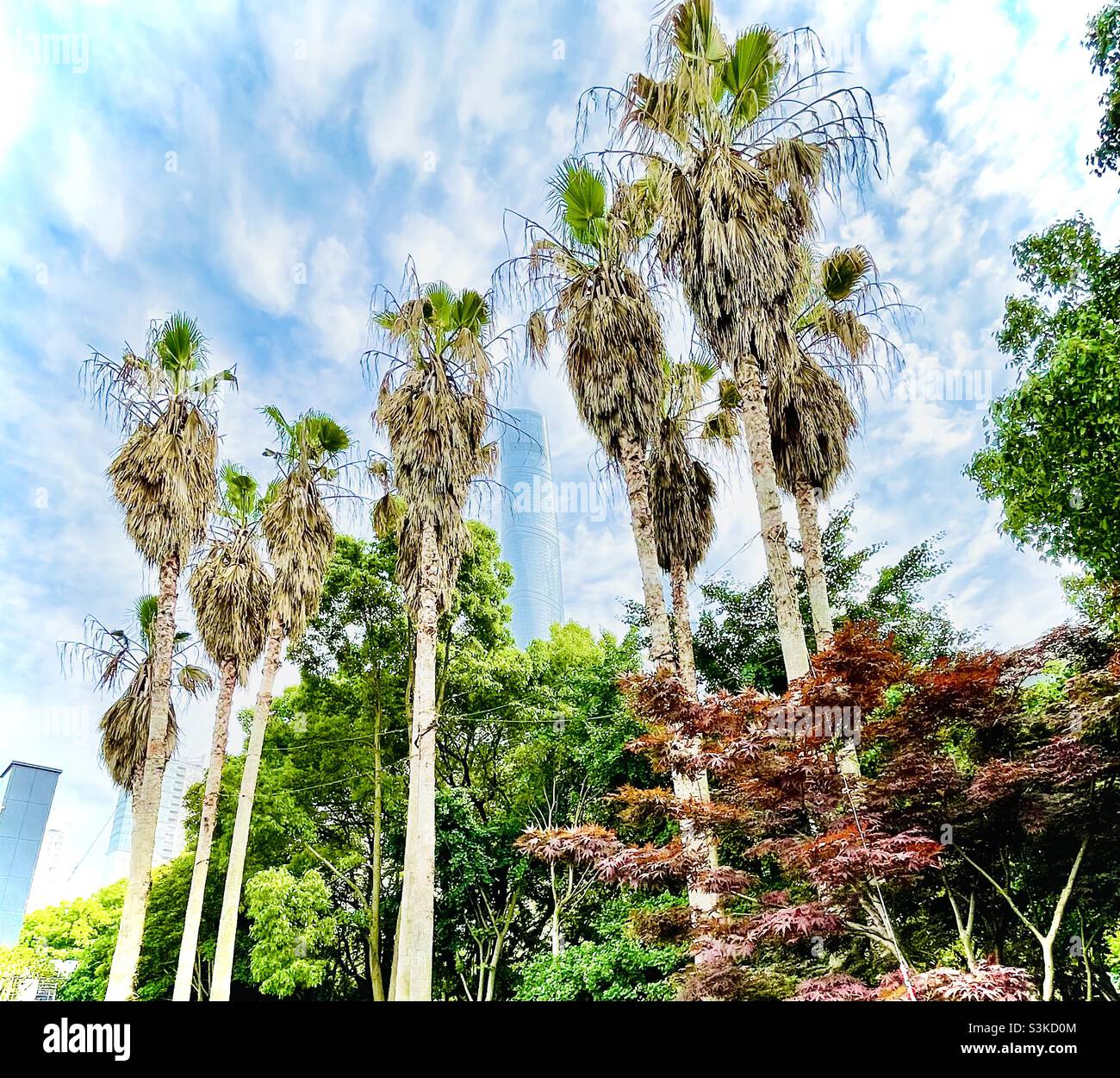 Pose de palmiers Garde la Tour de Shanghai Banque D'Images