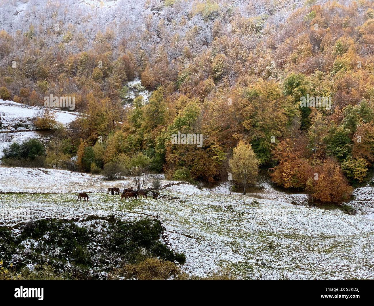 Scène d'automne avec des chevaux sauvages et de la neige dans le parc naturel de Somiedo, dans les montagnes des Asturies, en Espagne. Banque D'Images