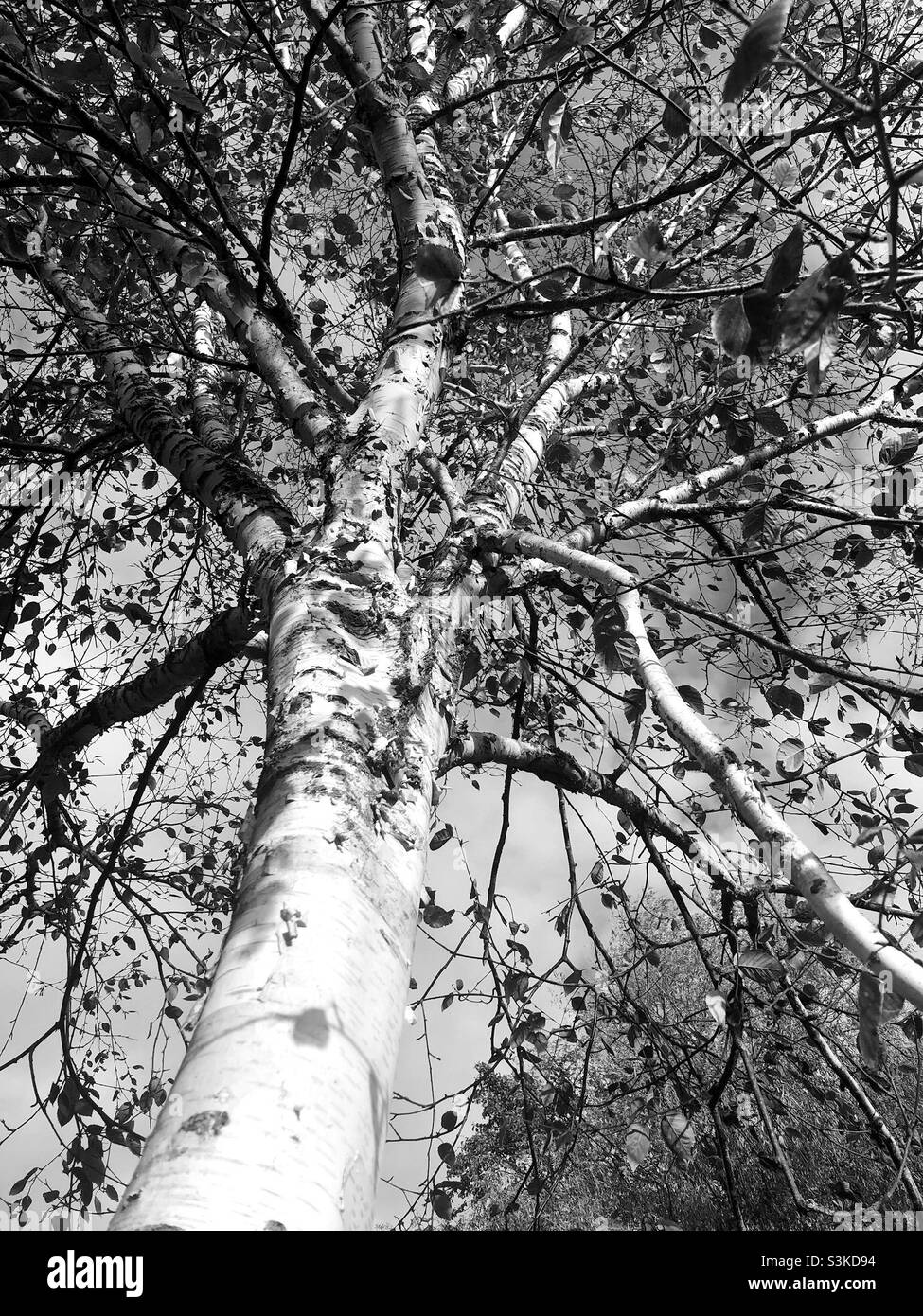 Bouleau arbre perdant des feuilles en automne Banque D'Images