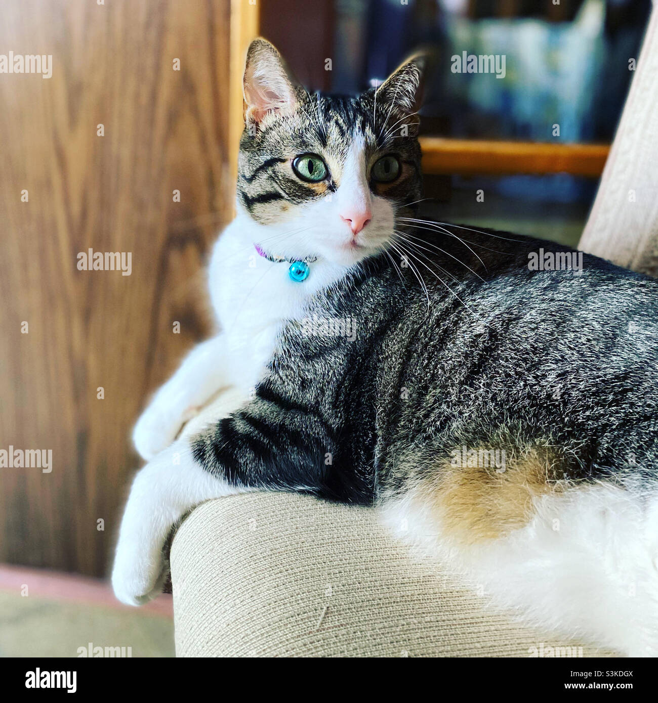 Tabby et chat blanc sur la chaise de cuisine - Image de stock capturée avec un smartphone Tabby et chat blanc sur la chaise de cuisine - Image de stock capturée avec un smartphone