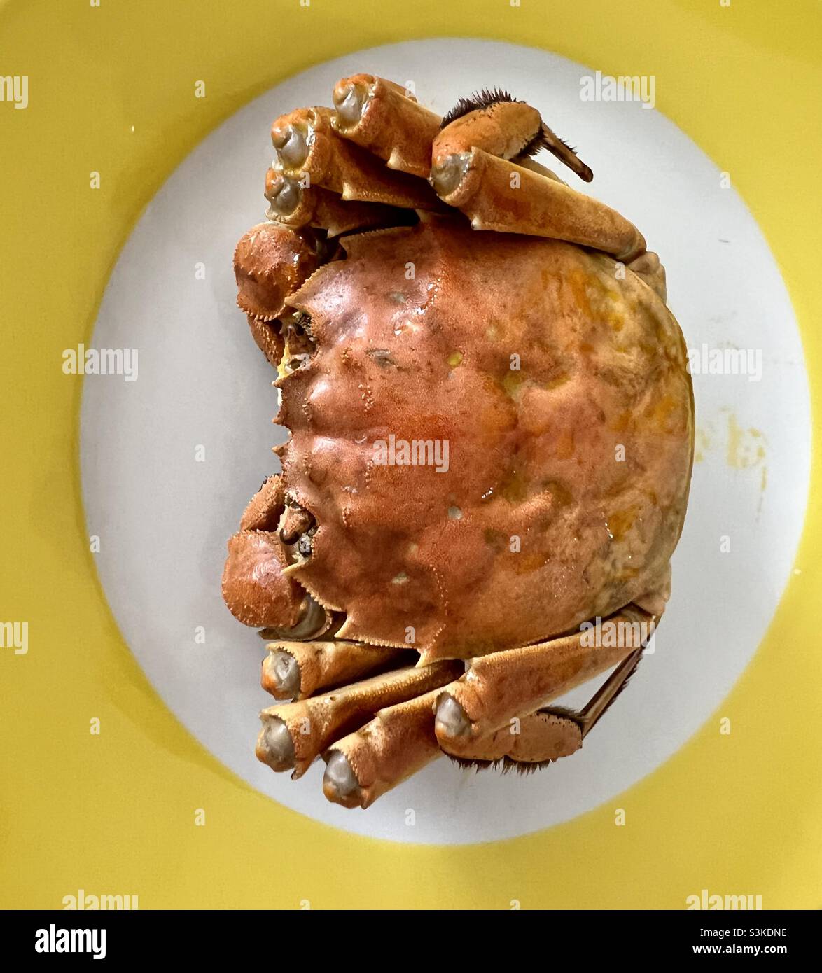 大闸蟹 crabe poilu de Shanghai Banque D'Images