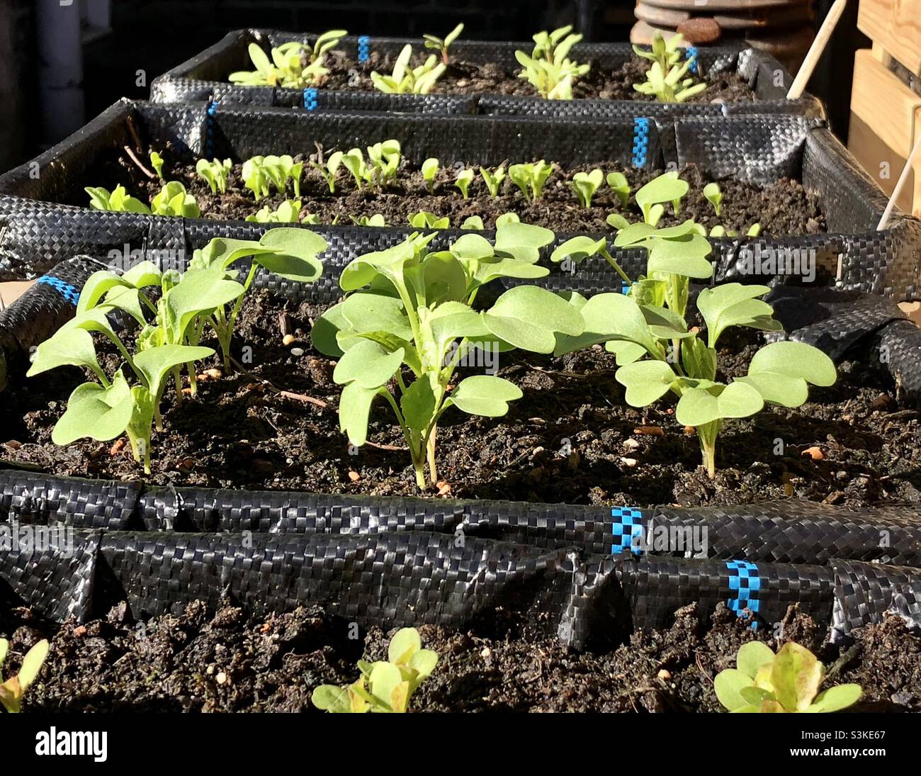 Vue rapprochée des herbes qui poussent dans des boîtes dans un petit jardin - Image de stock capturée avec un smartphone
