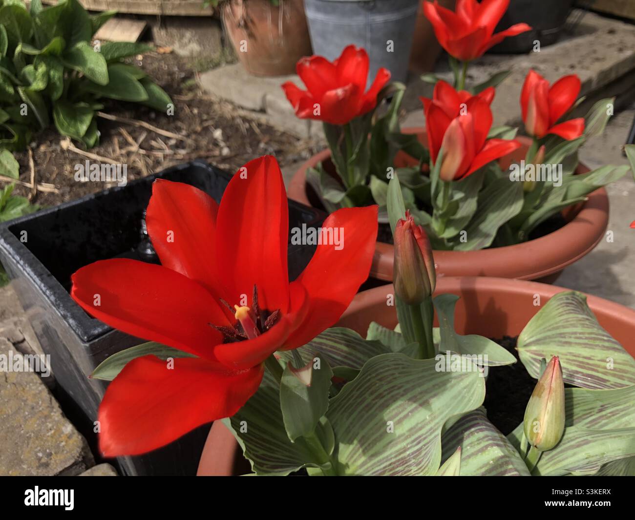 Tulipes rouges en pots de terre cuite. Banque D'Images