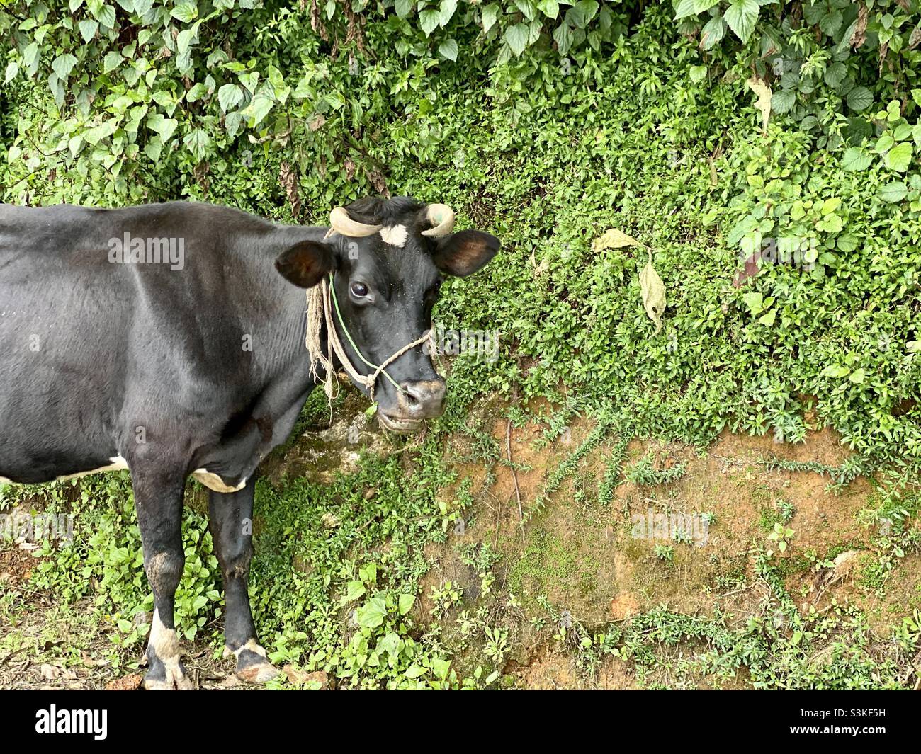Vache de bétail, dans l'ooty de Tamil Nadu, Inde. - Image de stock capturée avec un smartphone