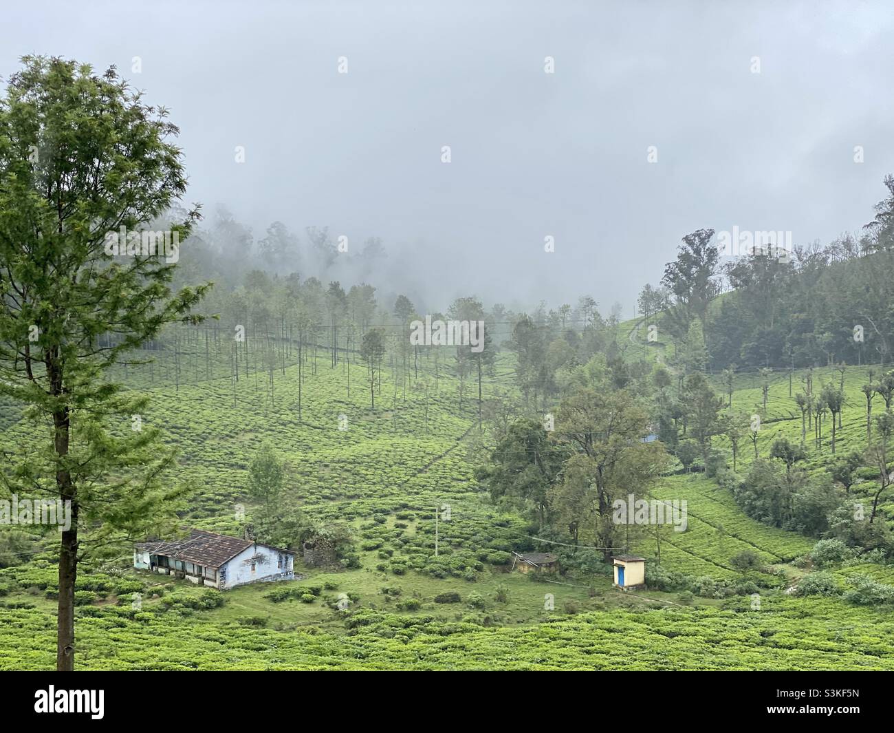 Une maison entre les propriétés de thé du Nilgiris à Kotagiri qui est proche ooty dans Tamil Nadu sont de l'inde. - Image de stock capturée avec un smartphone