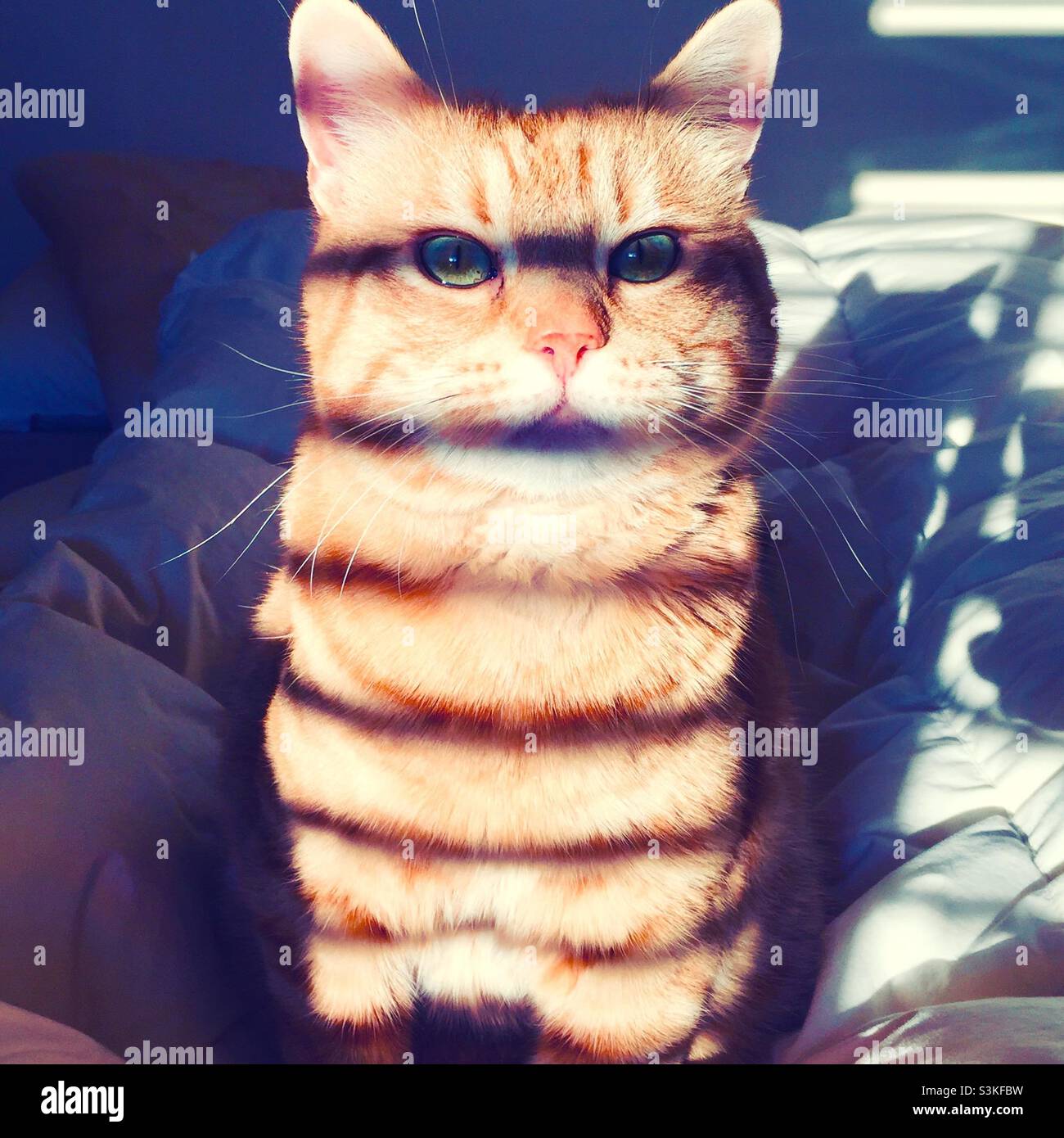 Un chat aux lignes ombrées horizontales rayées est exposé à la lumière du soleil Banque D'Images