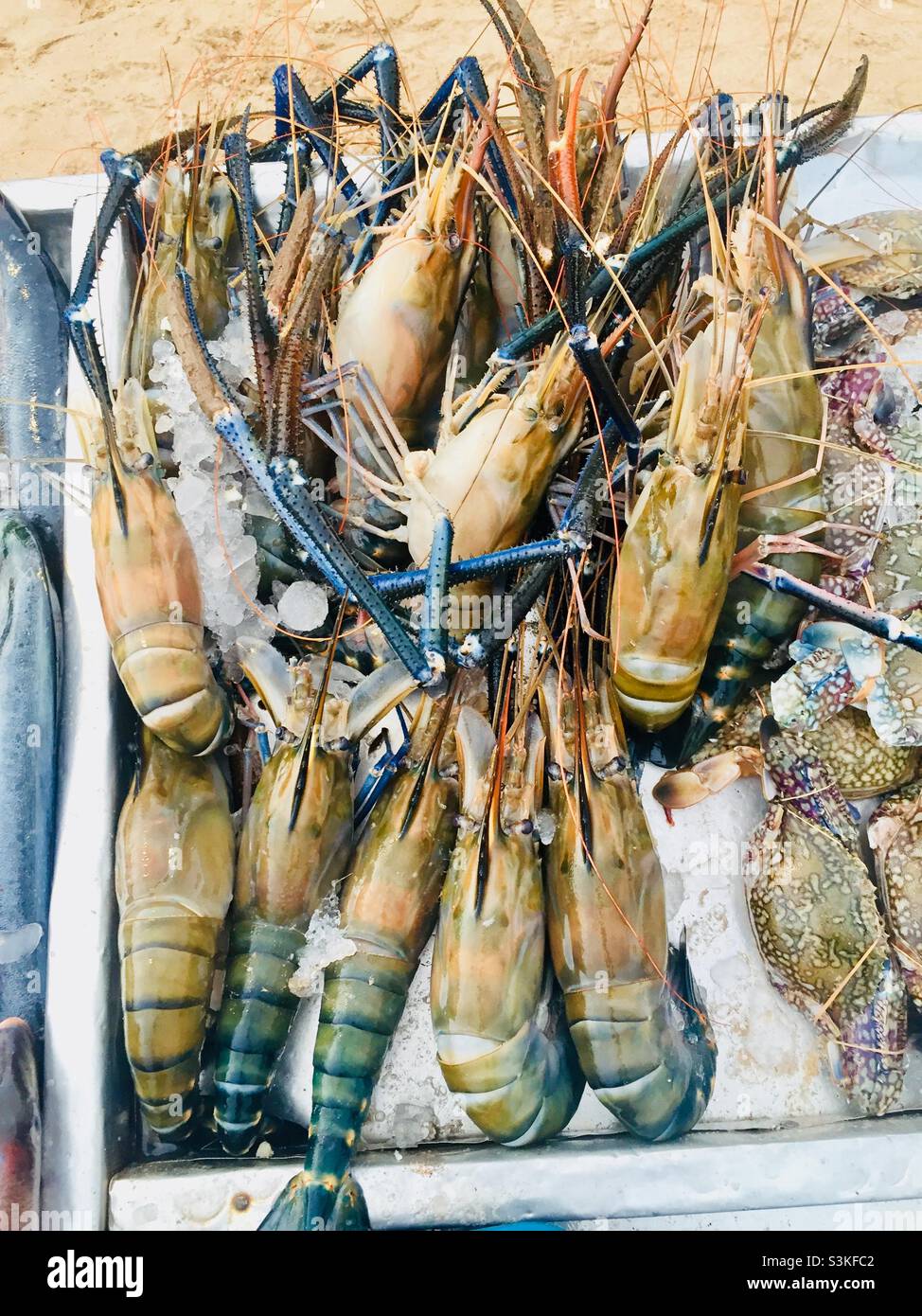 Un plateau de crevettes géantes ou de homards sur un lit de glace que les clients peuvent choisir - Image de stock capturée avec un smartphone